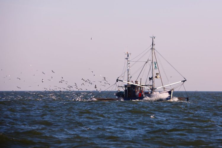 Fishing regulations: Regulatory framework for the Argentine shrimp