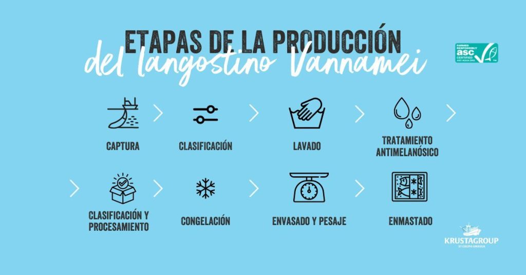 infografia langostino vannamei